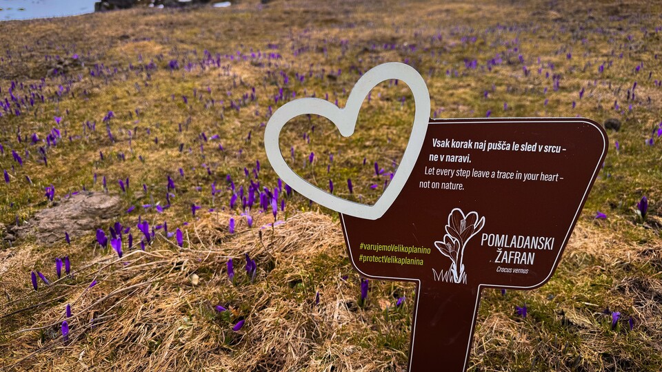 Naslovna fotografija za: Velikončni vikend v znamenju lepega vremena – Odštevamo do cvetenja žafranov