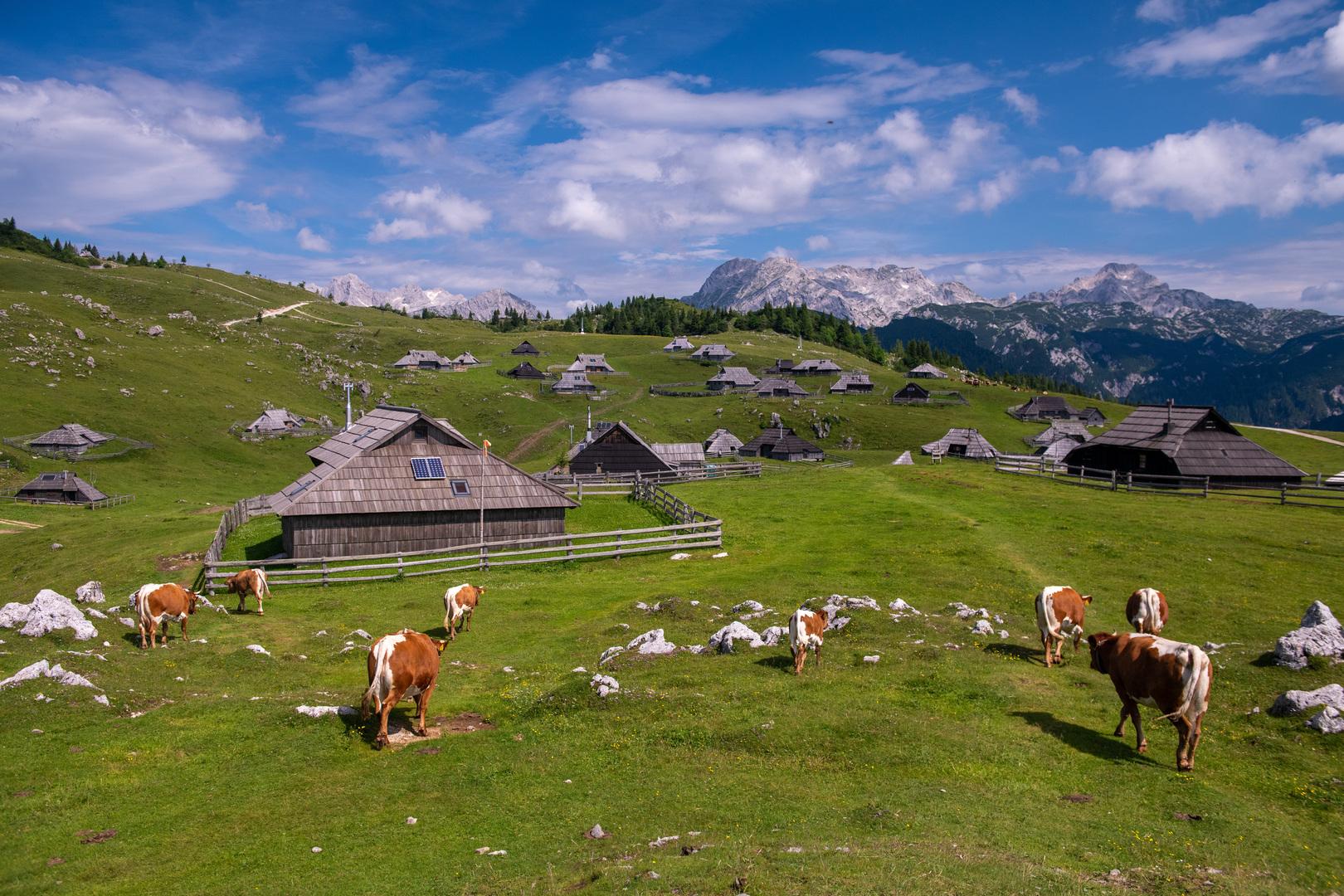 Krave v pastirskem naselju na Veliki planini