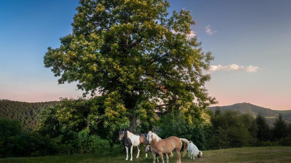 Fotografija v galeriji #1 