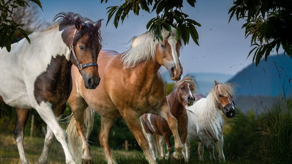 Fotografija v galeriji #5 