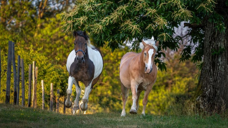 Fotografija v galeriji #6 