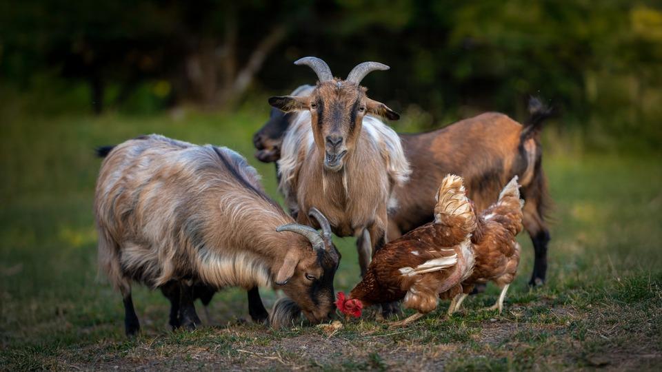 Fotografija v galeriji #7 