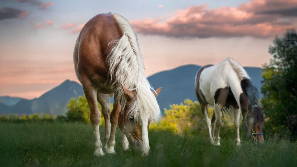 Fotografija v galeriji #9 