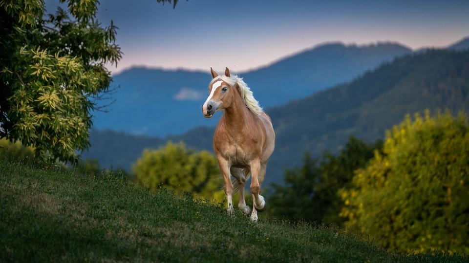 Fotografija v galeriji #10 